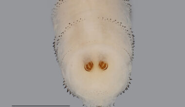 Texas universities receive USDA funding for screwworm detection, control research