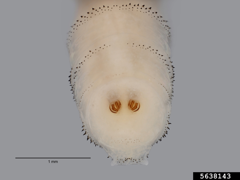 Texas universities receive USDA funding for screwworm detection, control research