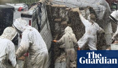 Two million bees escape after truck carrying hives overturns in Texas | Texas