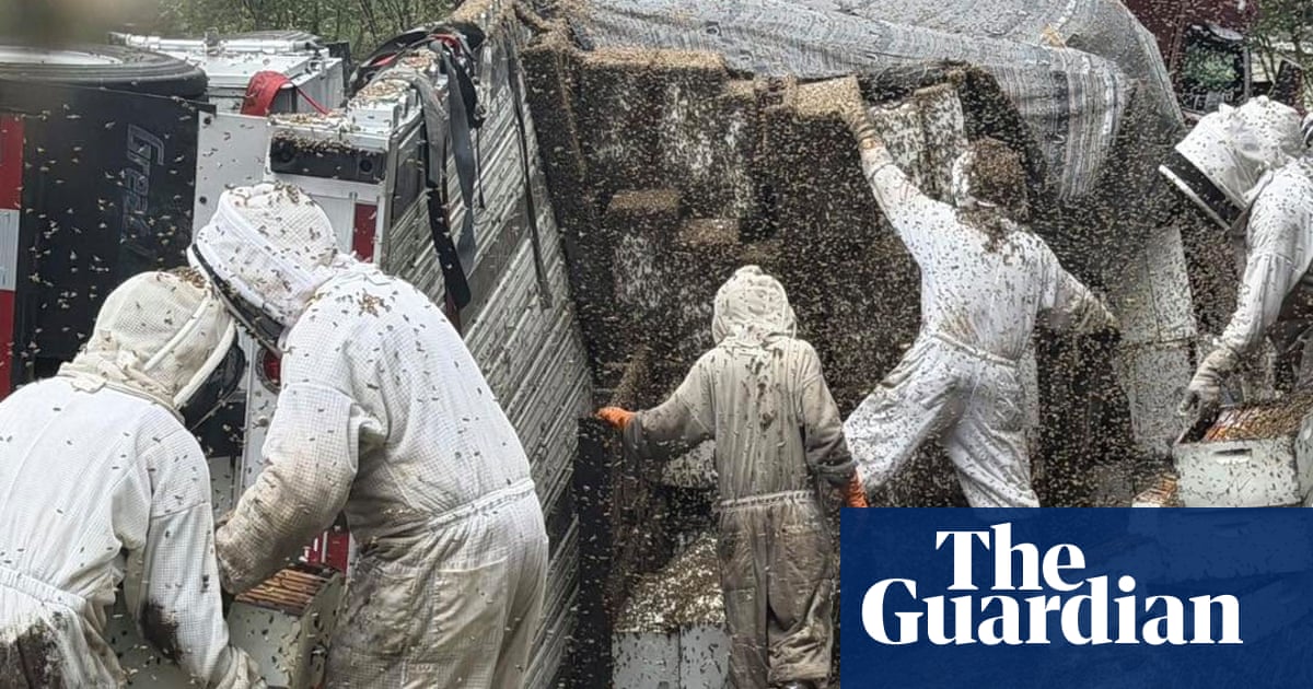 Two million bees escape after truck carrying hives overturns in Texas | Texas