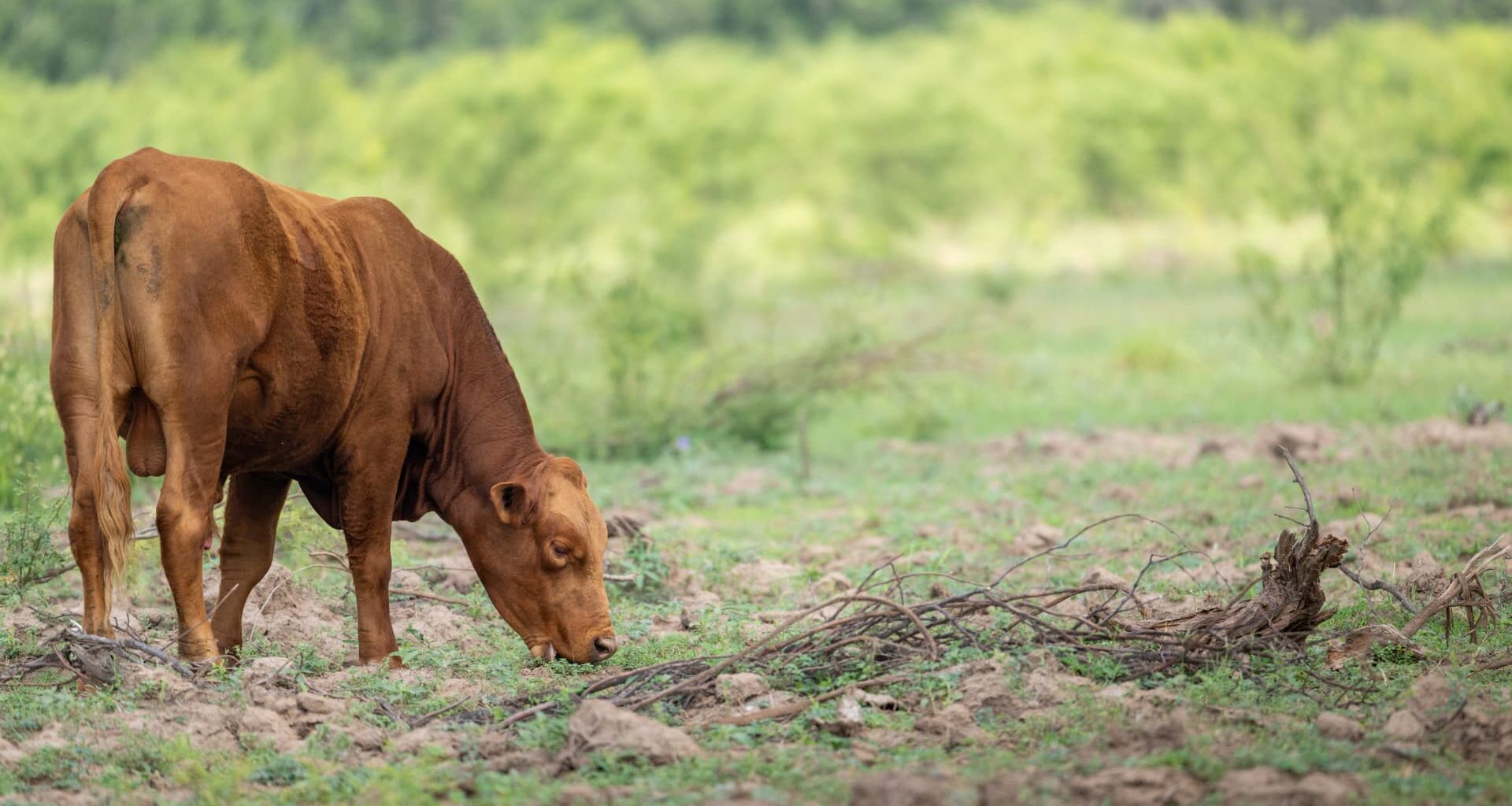 Samples from Texas calves tested for possible screwworm