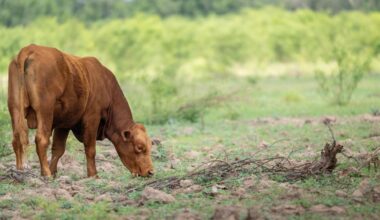 Samples from Texas calves tested for possible screwworm