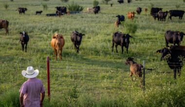 USDA Says Possible New World Screwworm Case Detected in Texas Cattle Herd