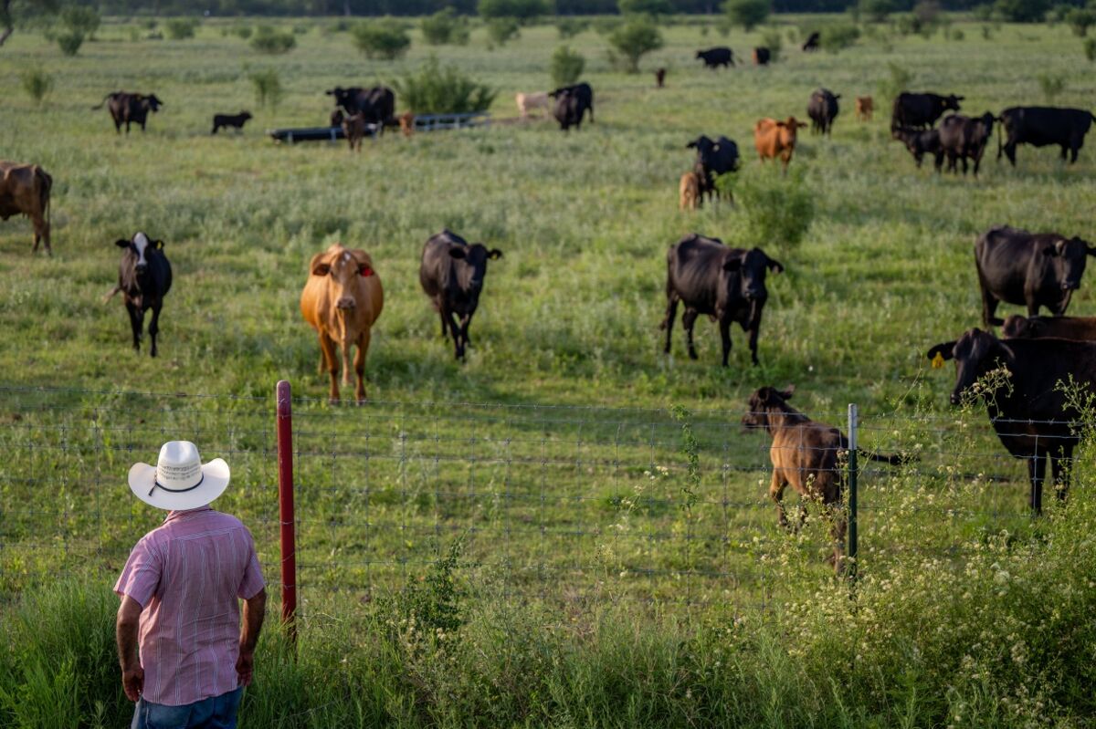 USDA Says Possible New World Screwworm Case Detected in Texas Cattle Herd