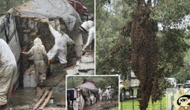 Millions of bees escape after a truck carrying hives crashes in Texas
