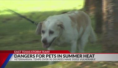 Vets warn of rising summer risks as Texas leads nation in pet heat deaths