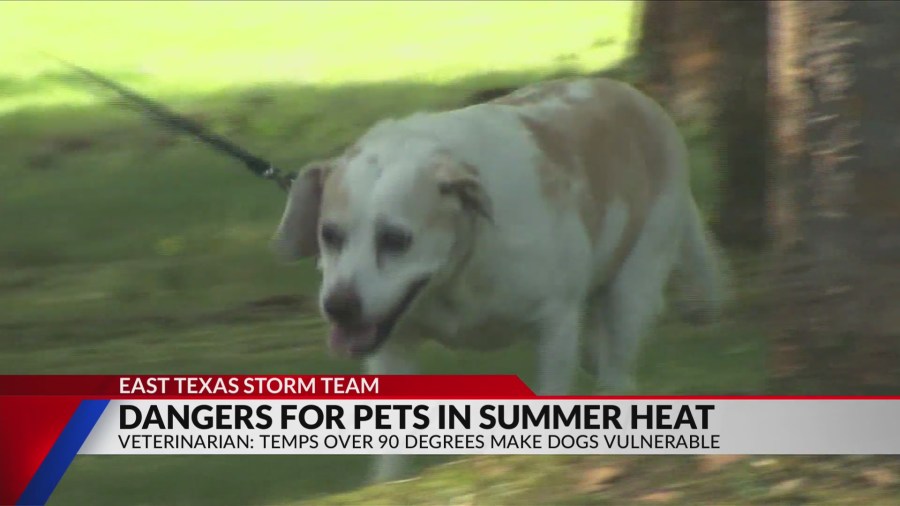 Vets warn of rising summer risks as Texas leads nation in pet heat deaths