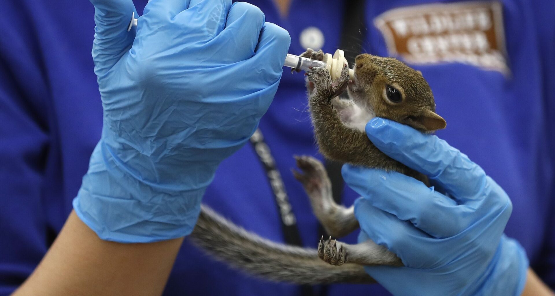 Texas approves wildlife rehabilitation rules despite public opposition