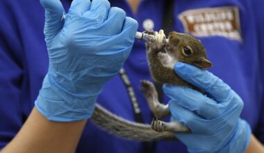 Texas approves wildlife rehabilitation rules despite public opposition