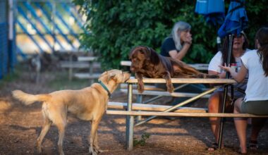 Austin restaurants in May: Fresh openings and difficult goodbyes