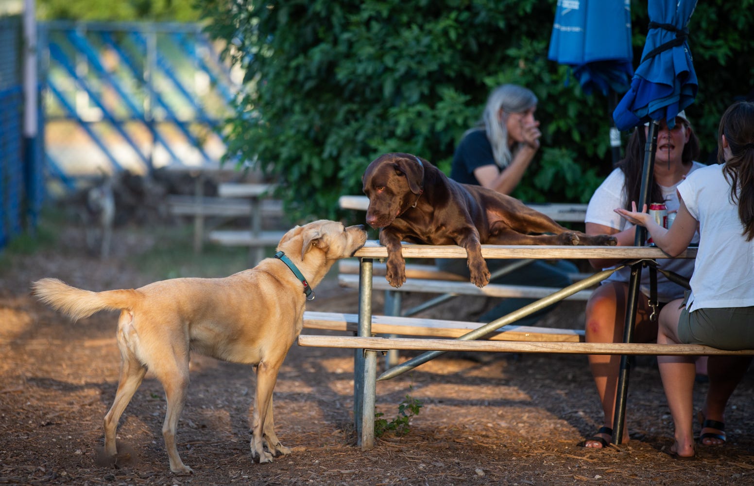 Austin restaurants in May: Fresh openings and difficult goodbyes