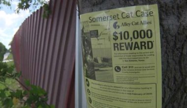 San Antonio advocates push for answers months after kittens found dead in plastic bins