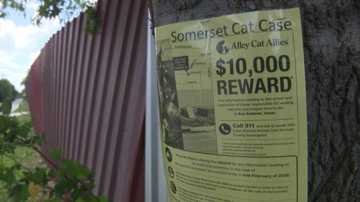 San Antonio advocates push for answers months after kittens found dead in plastic bins