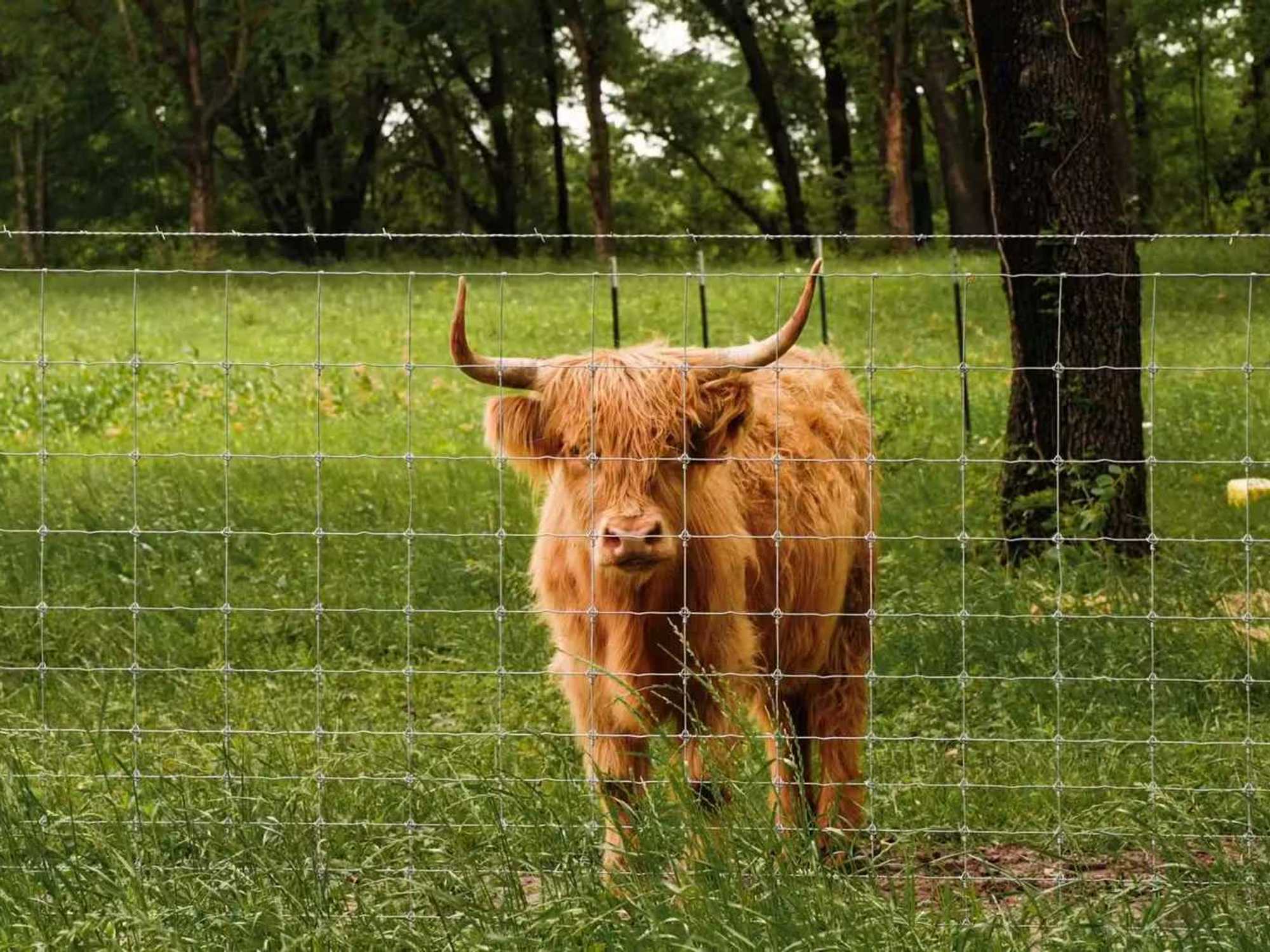 Maisie the Scottish Highland cow at Limestone Fields