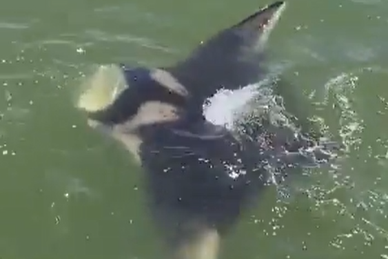 One of the Gulf's largest animals makes surprise appearance near Texas