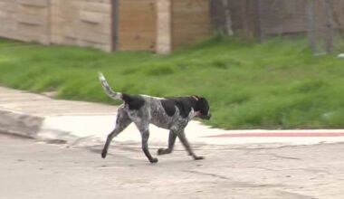 Dangerous dog cases rising in San Antonio as well as number of reported incidents, ACS says