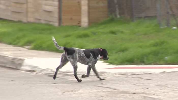 Dangerous dog cases rising in San Antonio as well as number of reported incidents, ACS says