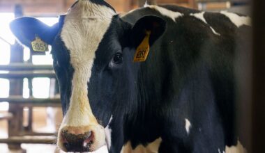 Texas dairy herd tests positive for bird flu