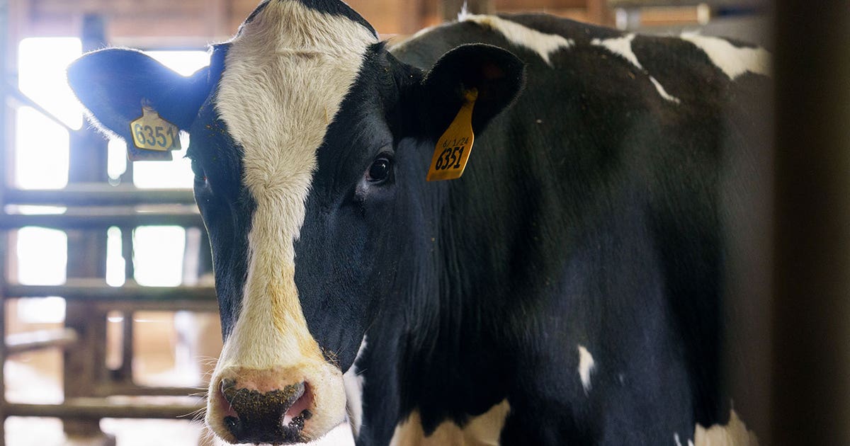 Texas dairy herd tests positive for bird flu
