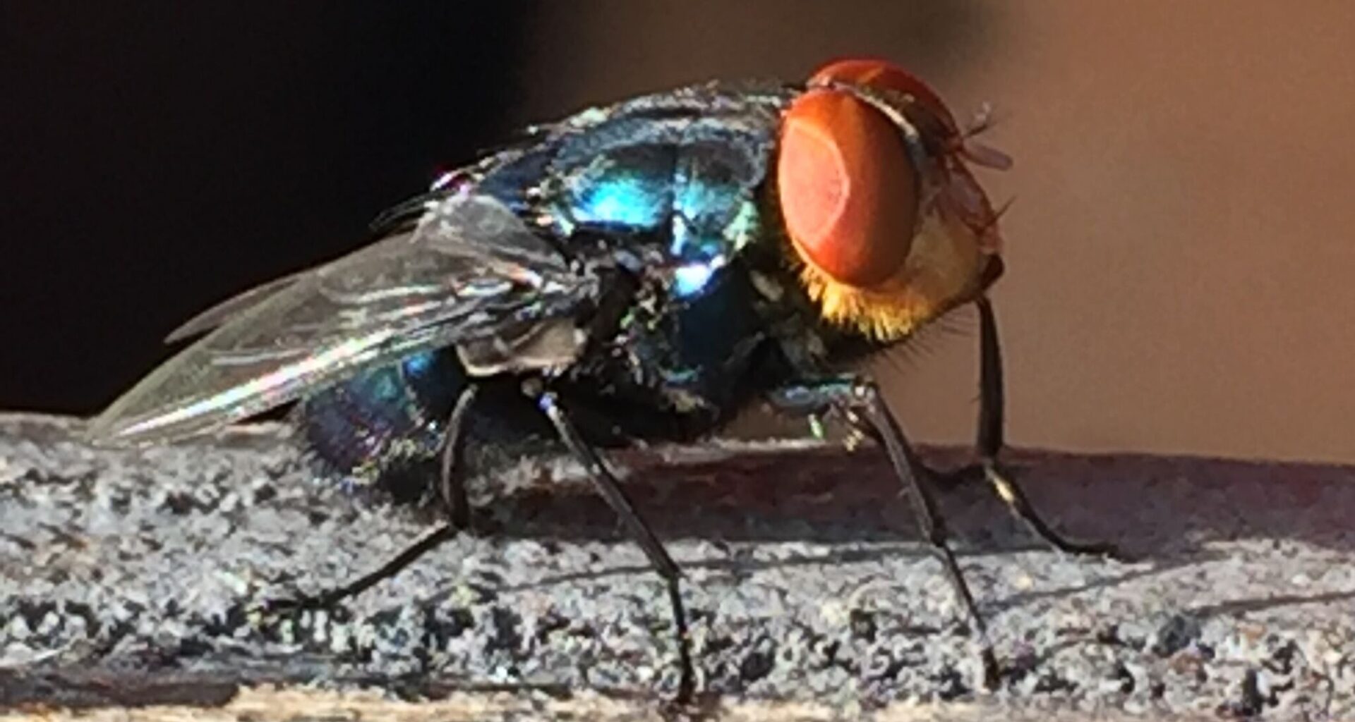 Possible screwworm case reported in Texas. Here's where