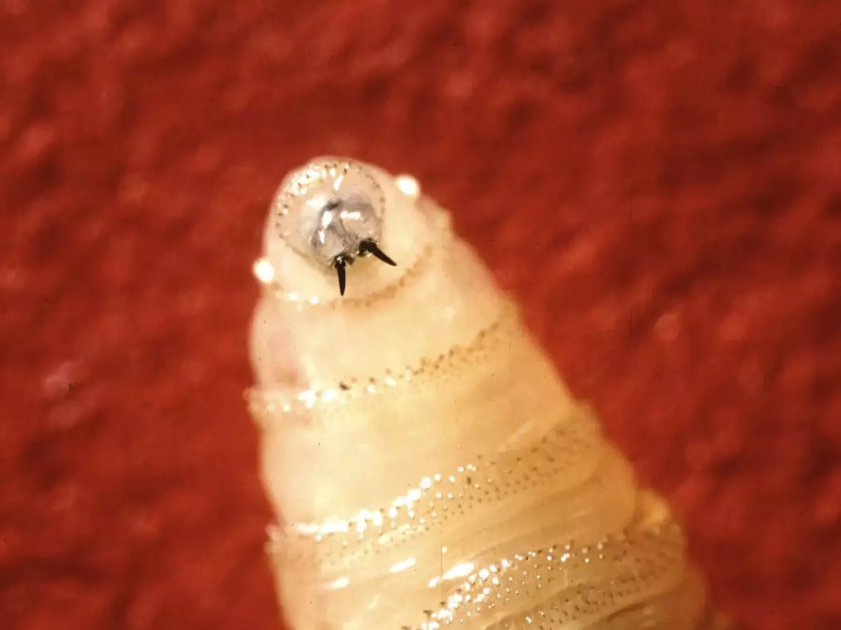 New World screwworm larva will hatch and feed on the flesh of living animals, typically cattle. Cases in humans are rare but can be fatal.