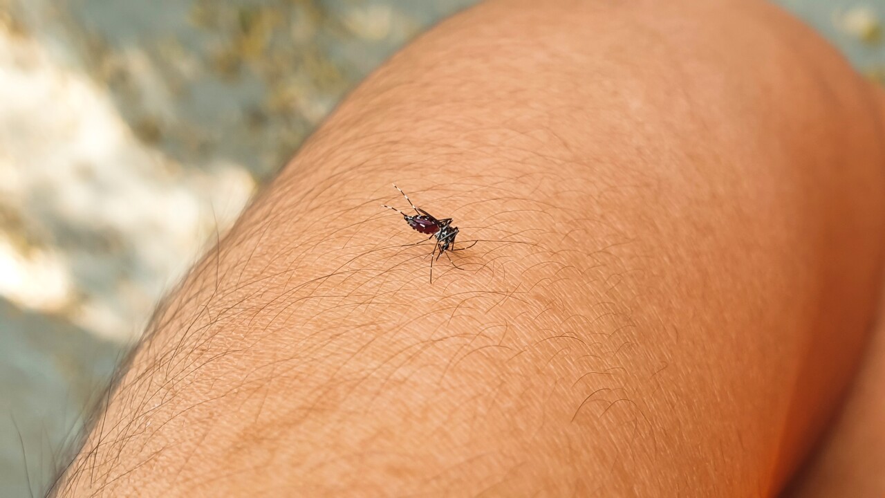 The,Mosquito,Is,Sucking,Blood,On,The,Human,Arm.
