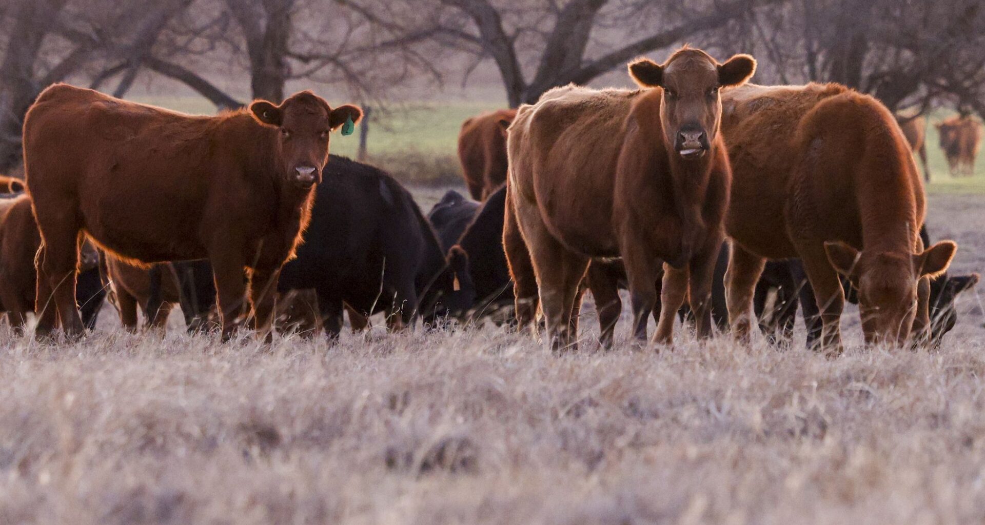 A file photo shows cattle grazing in a Texan field in spring 2024.