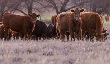 A file photo shows cattle grazing in a Texan field in spring 2024.