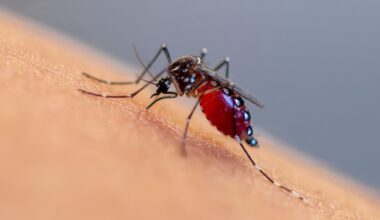 Why Houston mosquitoes are so bad right now