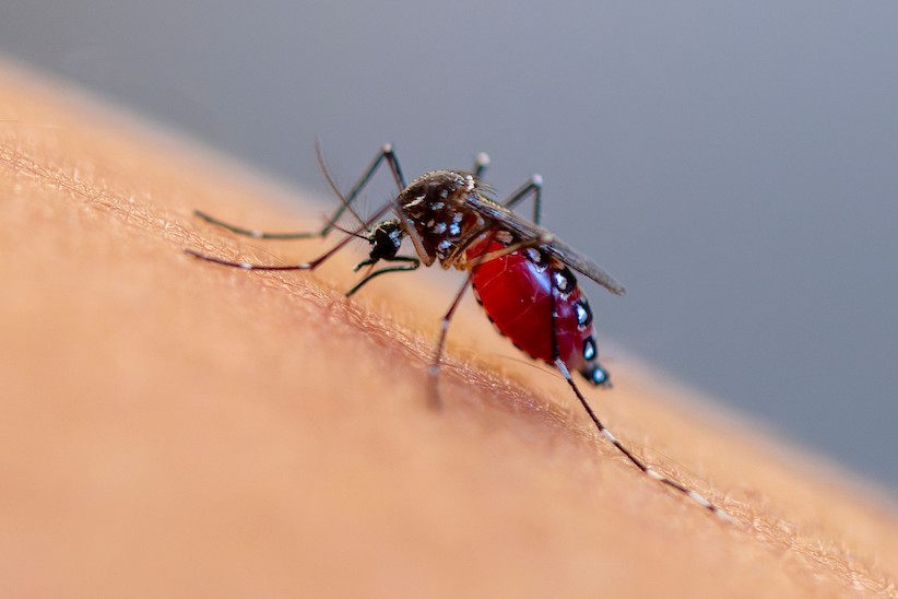 Why Houston mosquitoes are so bad right now