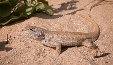The dunes sagebrush lizard.