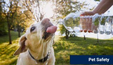 Keep Pets Safe During Soaring Temperatures