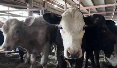 ‘Nobody wants to see this happen’; Rancher reacts to flesh-eating screwworm’s Texas reappearance