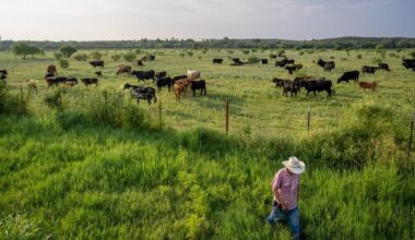 Screwworm Is Back In Texas Cattle—Is DOGE To Blame?