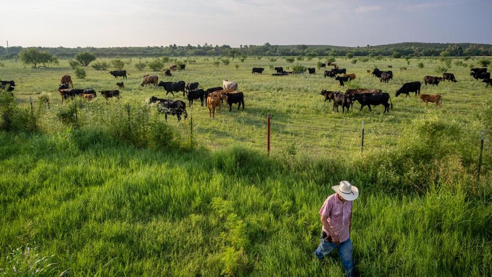 Screwworm Is Back In Texas Cattle—Is DOGE To Blame?