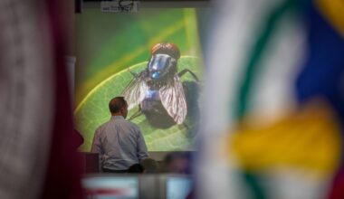 Texas governor wants to speed up work on a fly-breeding factory to fight a cattle parasite