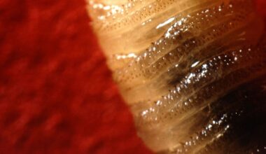 Texas discovery of ‘devastating’ flesh-eating fly that lays eggs in animal eyes prompts new regulations in Tennessee