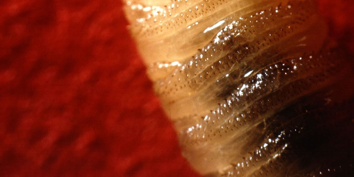 Texas discovery of ‘devastating’ flesh-eating fly that lays eggs in animal eyes prompts new regulations in Tennessee