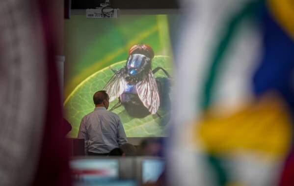 An official with Texas A&M AgriLife Extension works at the State Operations Center during Texas' response to the New World Screwworm in Austin, Texas on Friday, June 5, 2026. (Jay Janner/Austin American-Statesman via AP)