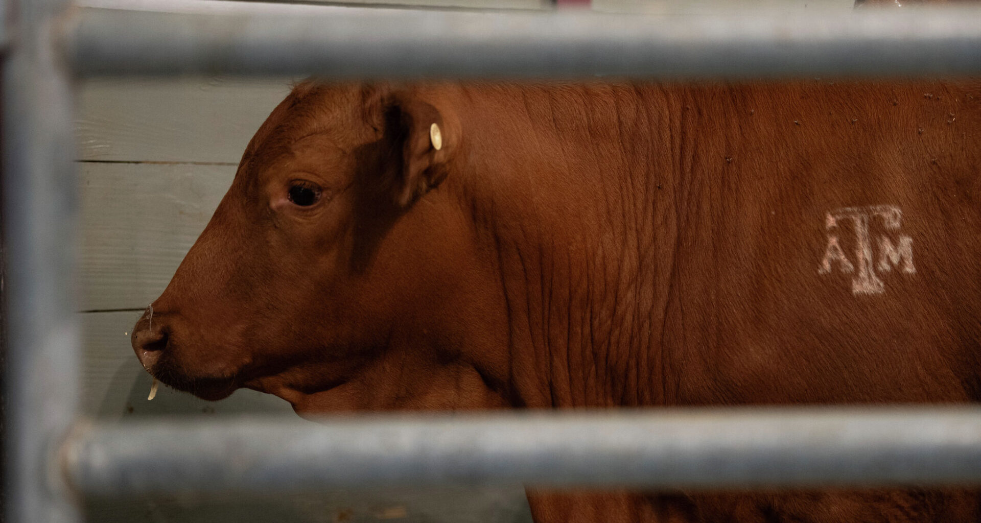 Texas screwworm case count rises with second calf infected in a week