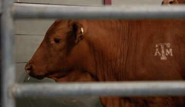 Texas screwworm case count rises with second calf infected in a week