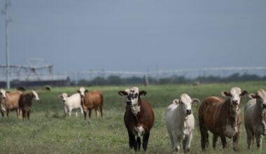 Screwworms in Texas: What an infestation means for livestock, beef supply and the economy