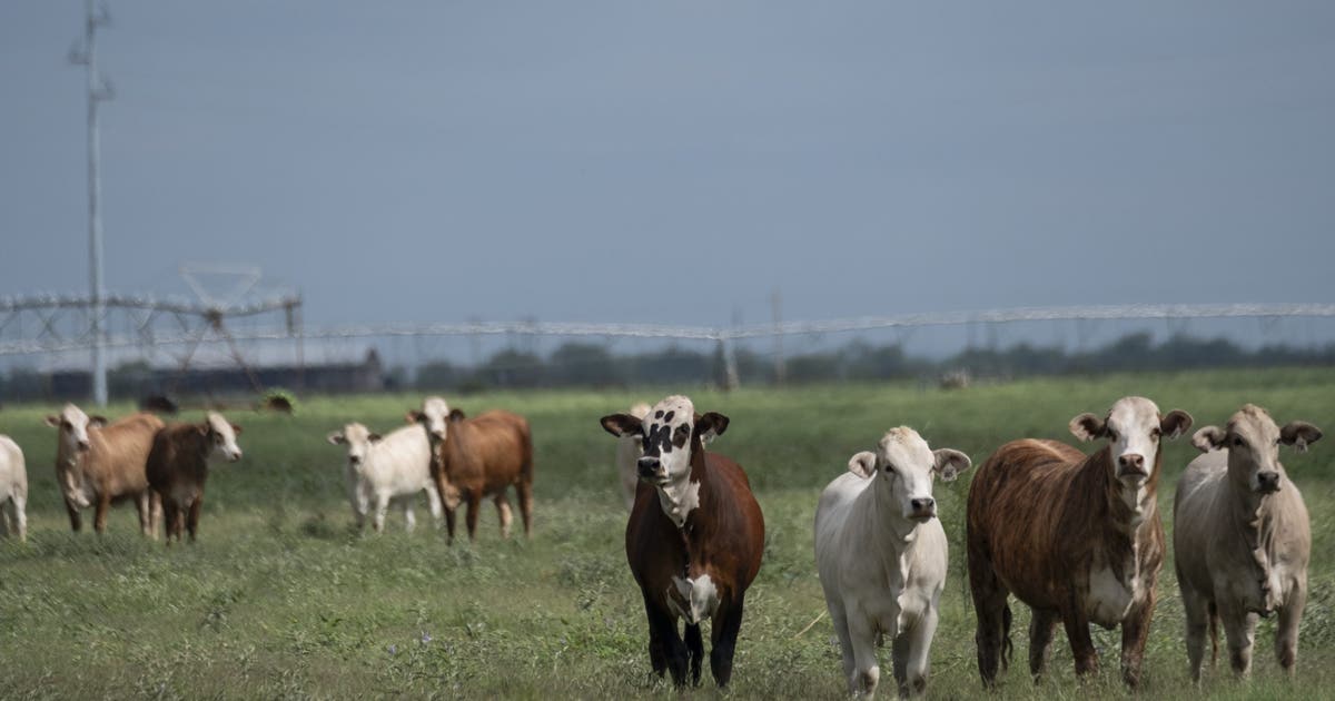Screwworms in Texas: What an infestation means for livestock, beef supply and the economy