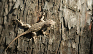 Texas lizard may lose endangered species status