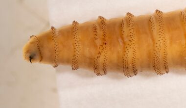 Texas Activates Emergency Center Over Screwworm Threat
