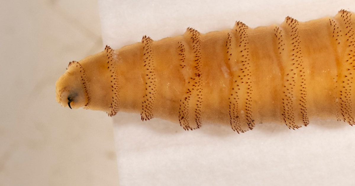 Texas Activates Emergency Center Over Screwworm Threat