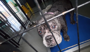 Houston Pets Alive targeted by vandals causing substantial losses to shelter known for saving lives