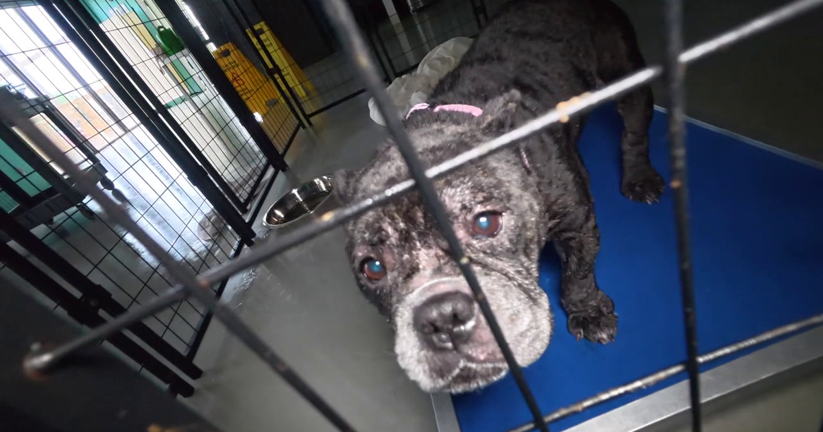 Houston Pets Alive targeted by vandals causing substantial losses to shelter known for saving lives