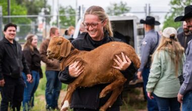 Goat grazing program tackles weeds at El Paso County Jail