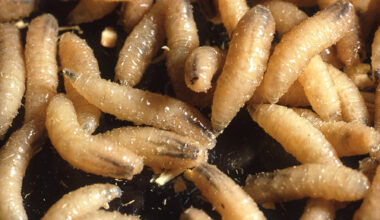Kentucky issues new livestock rules after screwworm case in Texas